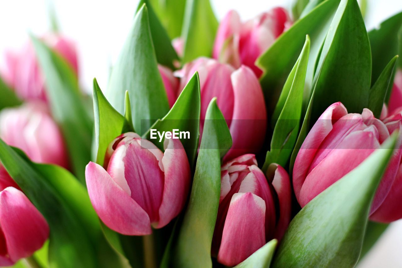 Close-up of pink flowers