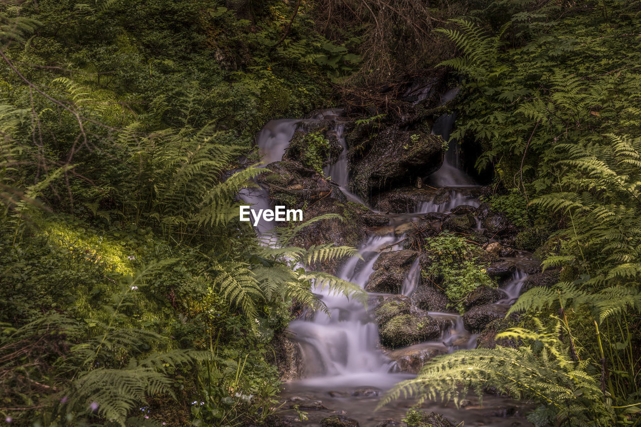 VIEW OF WATERFALL IN FOREST