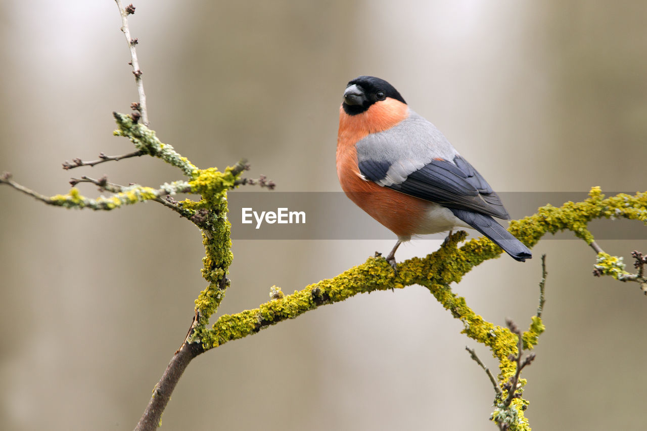 CLOSE-UP OF BIRD PERCHING ON TREE