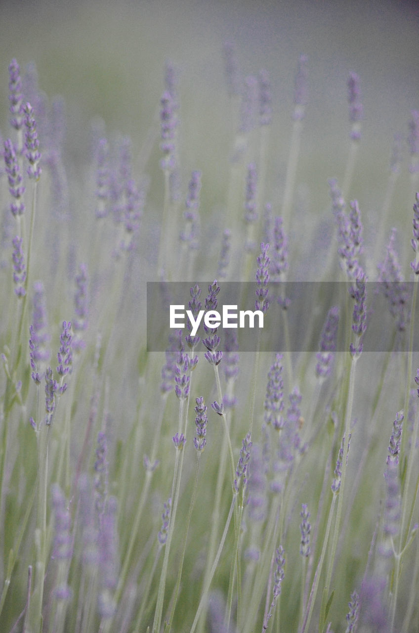 CLOSE-UP OF PURPLE FLOWERING PLANTS