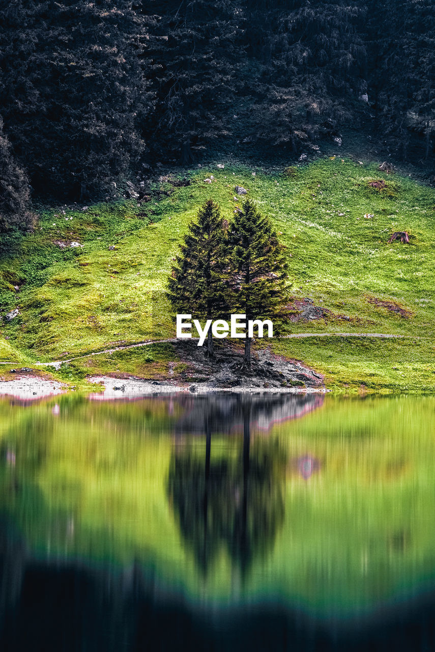 TREE IN LAKE