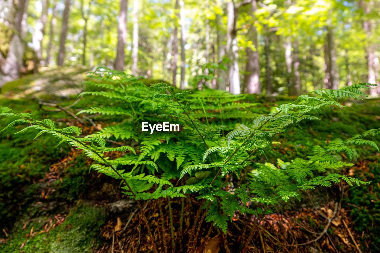 Close-up of fern in forest