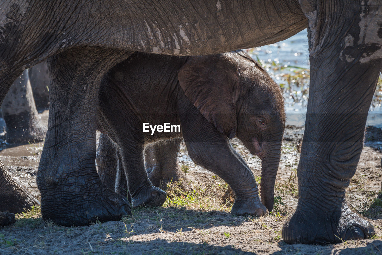 Elephant family at waterhole in forest