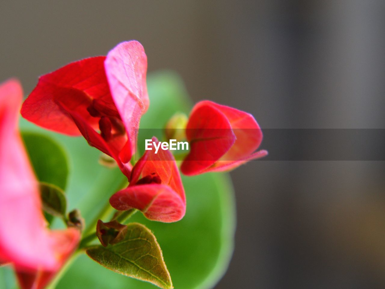 Close-up of red rose flower