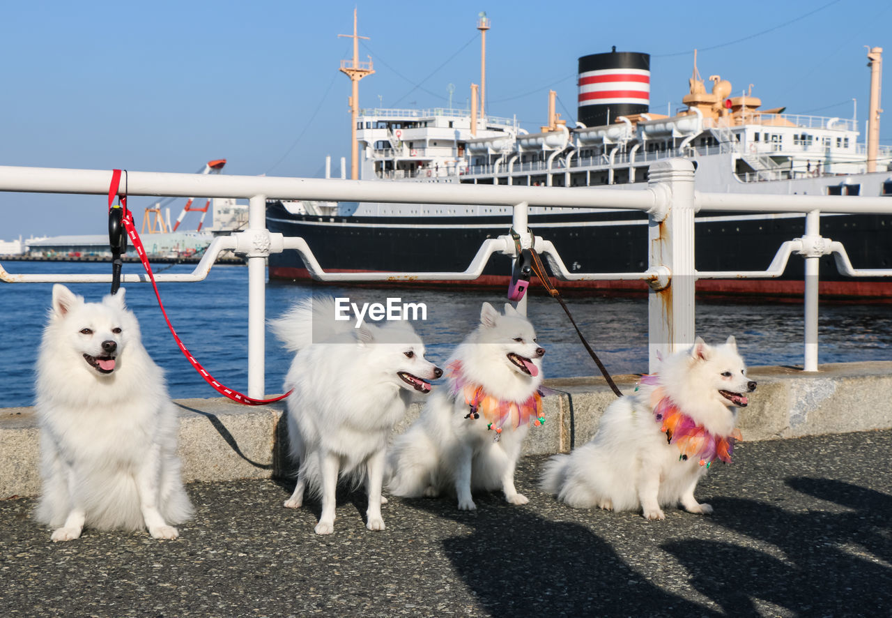 Adorable white puppies four siblings having fun on harbour avenue