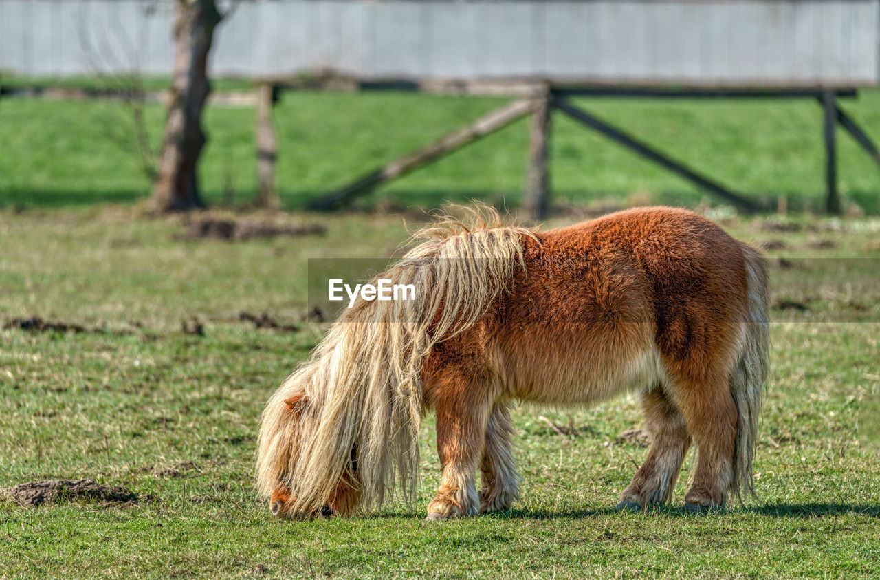 Horse grazing on field