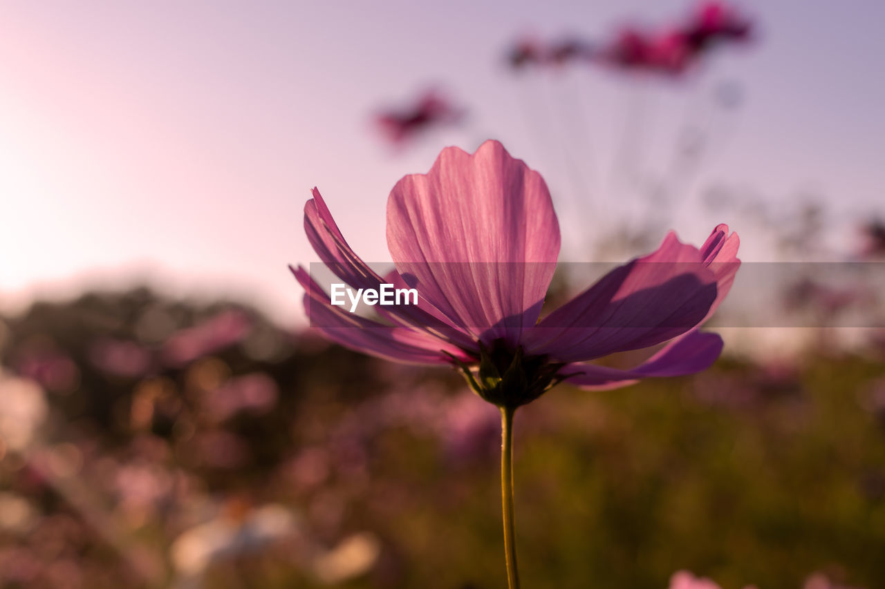 flower, flowering plant, plant, freshness, beauty in nature, blossom, nature, pink, close-up, macro photography, garden cosmos, fragility, petal, sky, flower head, focus on foreground, no people, growth, inflorescence, purple, outdoors, springtime, cosmos, magenta, landscape, selective focus, sunset, environment, botany, multi colored, summer, plant stem, tranquility, sunlight, wildflower