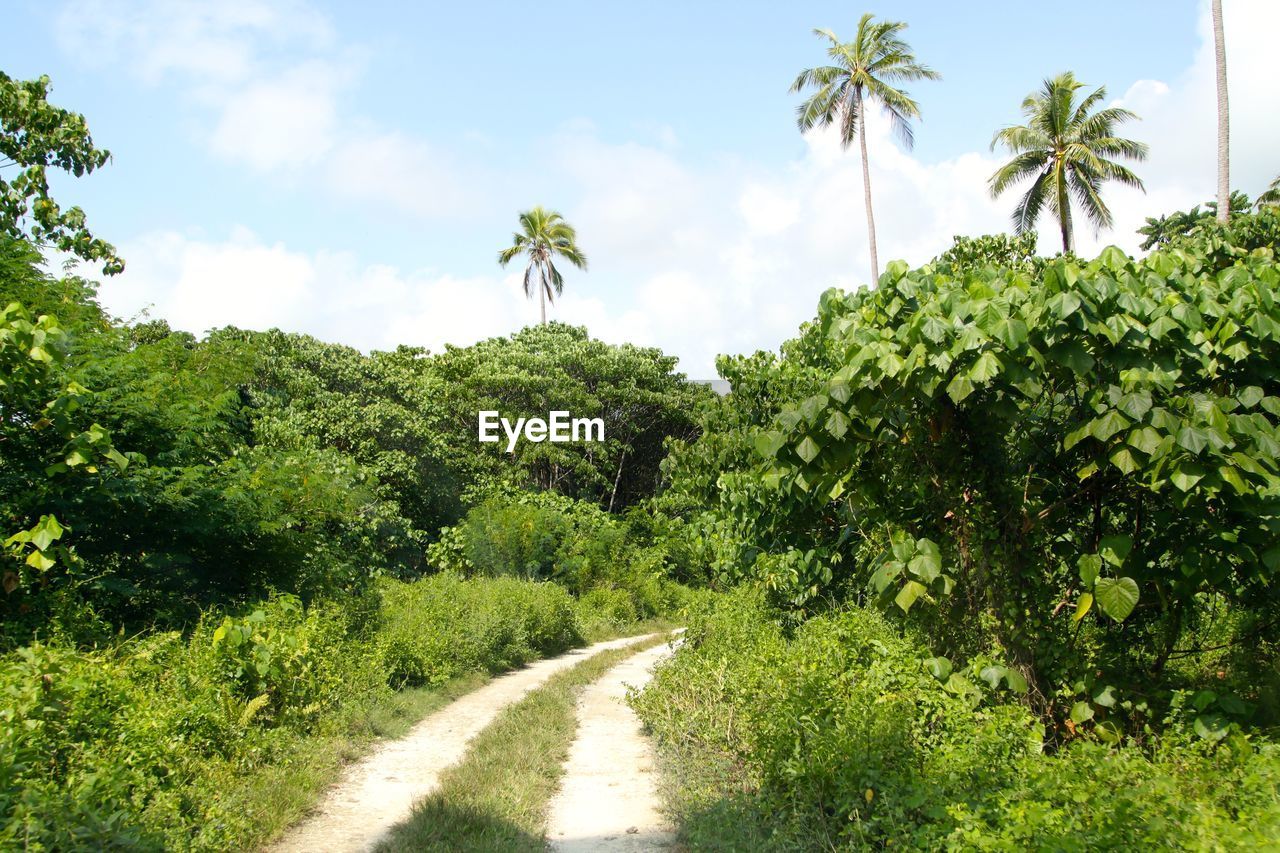 Pathway amidst trees in forest against sky