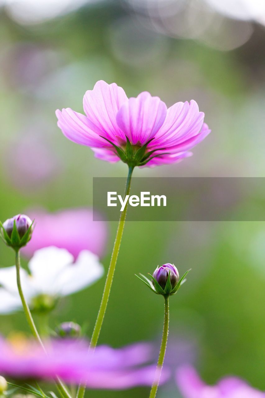 Close-up of pink cosmos flowers