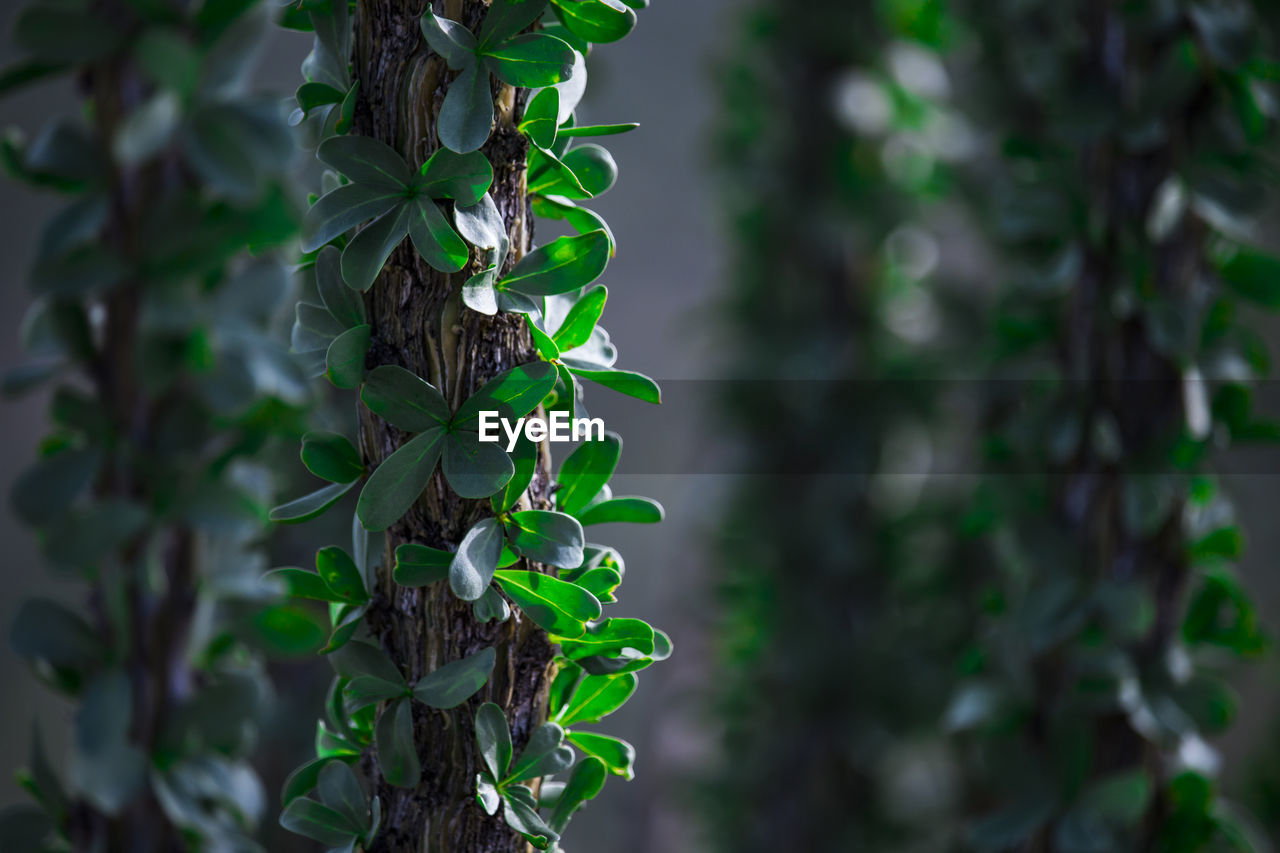 Close-up of ivy growing on tree