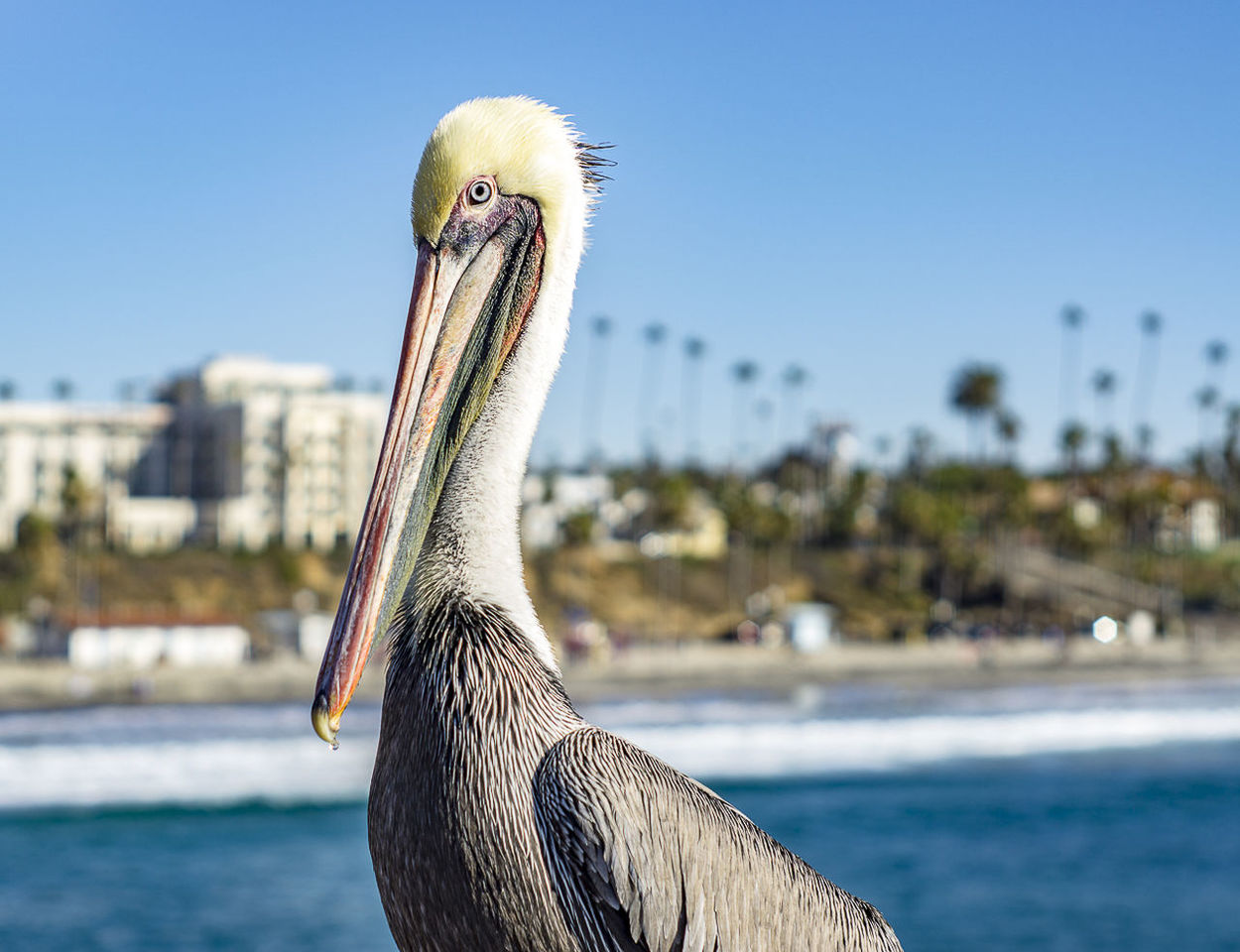 Close-up of pelican against sea