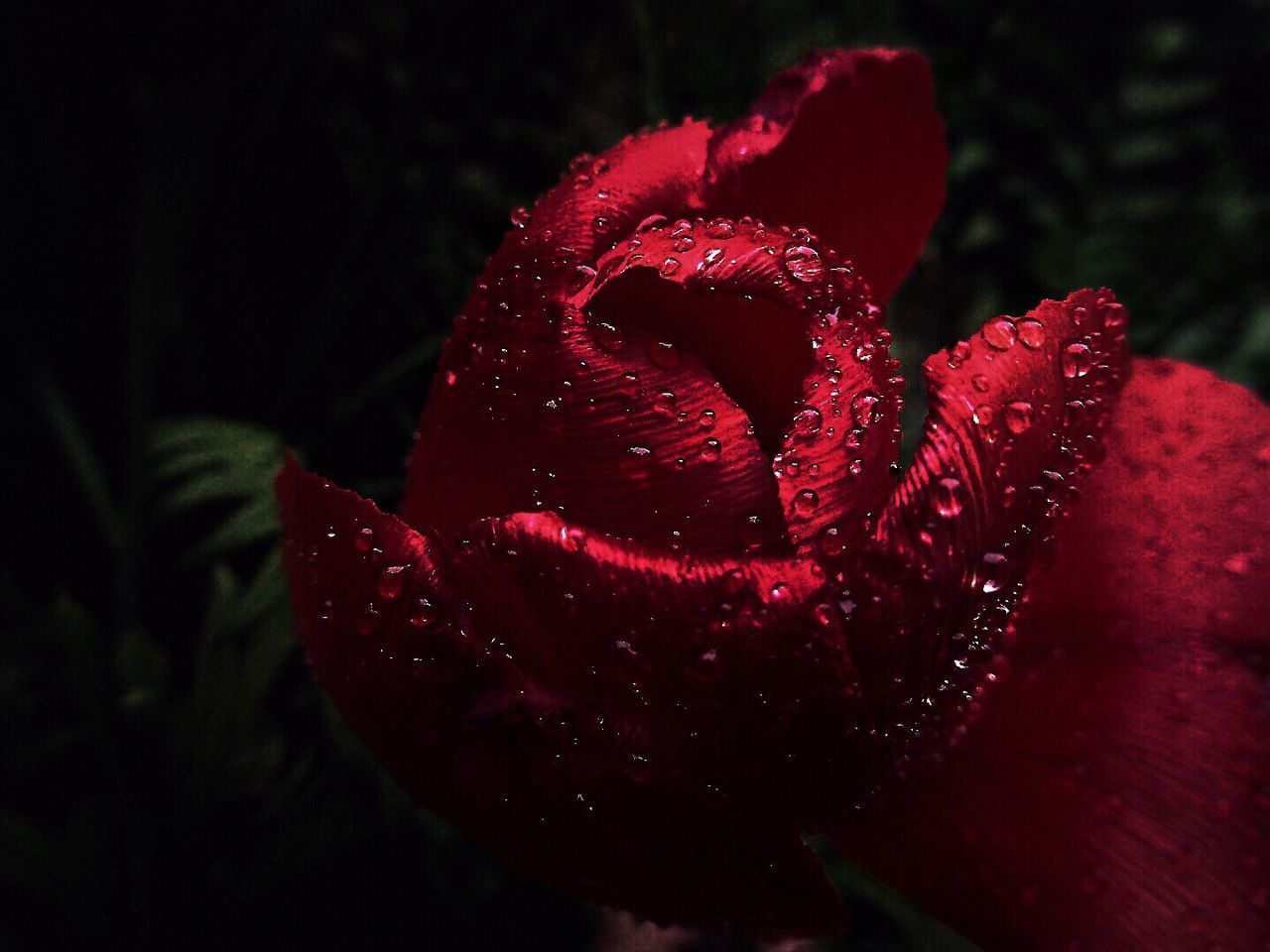 CLOSE-UP OF WET RED FLOWER BLOOMING AT NIGHT