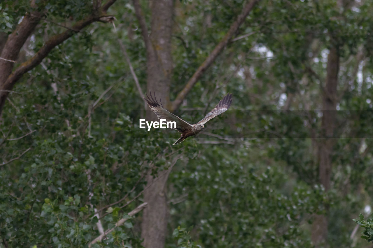 CLOSE-UP OF OWL FLYING AGAINST TREES