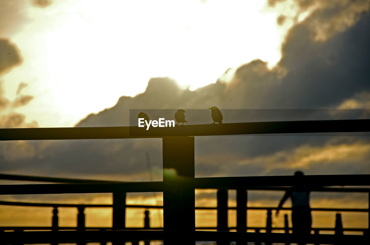 Silhouette low angle view of 3 sparrows perched on the pier railing