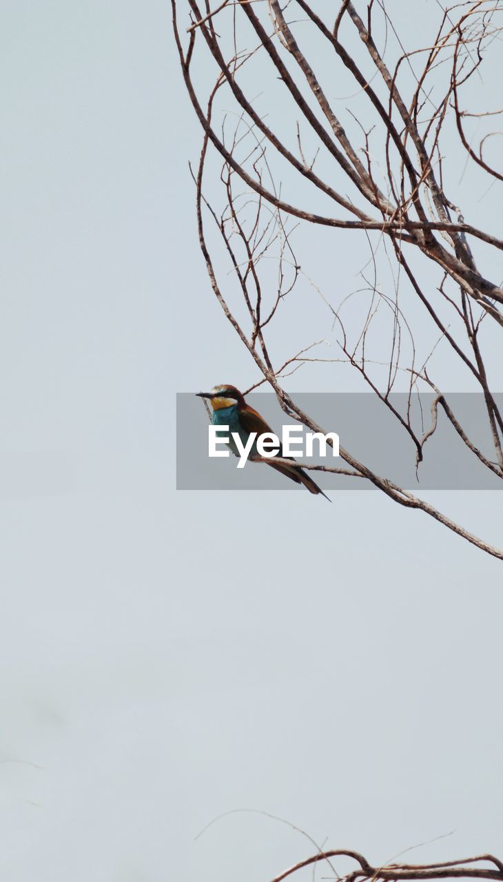 LOW ANGLE VIEW OF BIRD PERCHING ON BRANCH