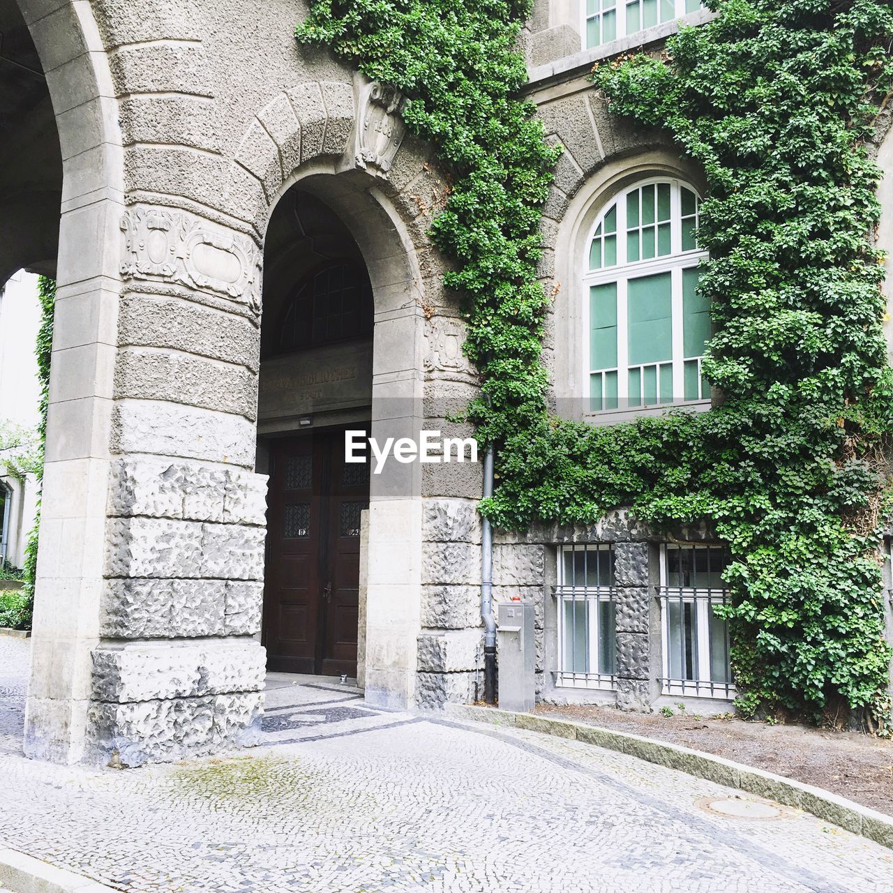 Ivy growing on building