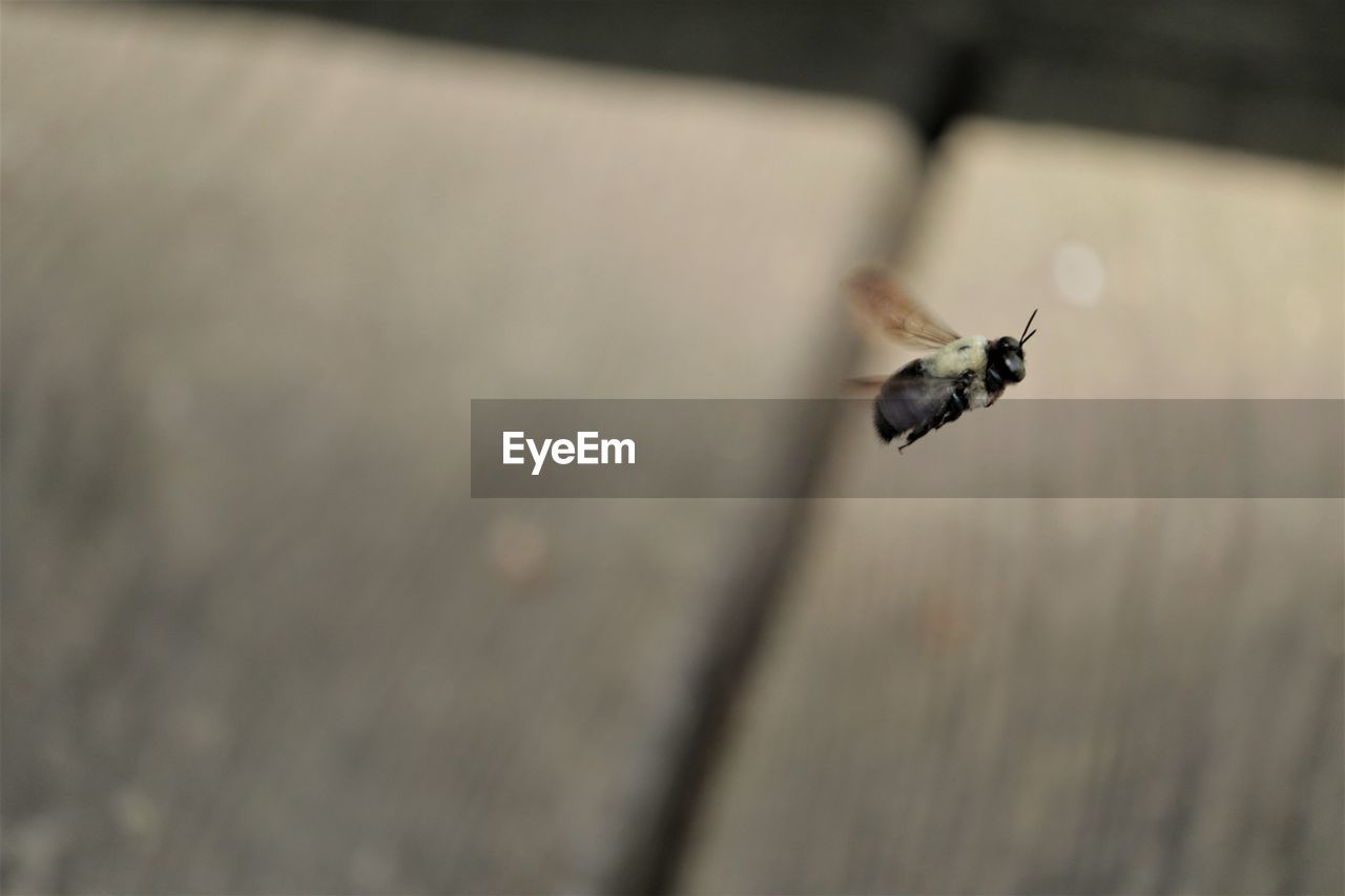 Close-up of bee flying