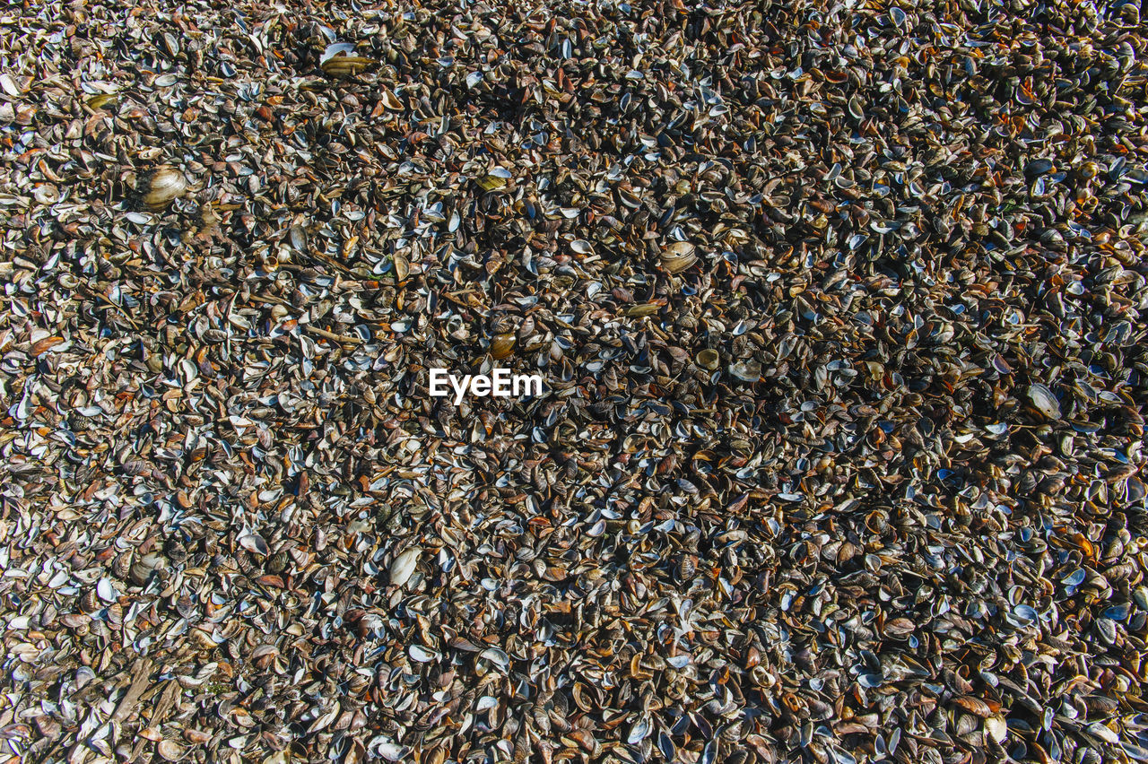 Full frame shot of shells at beach