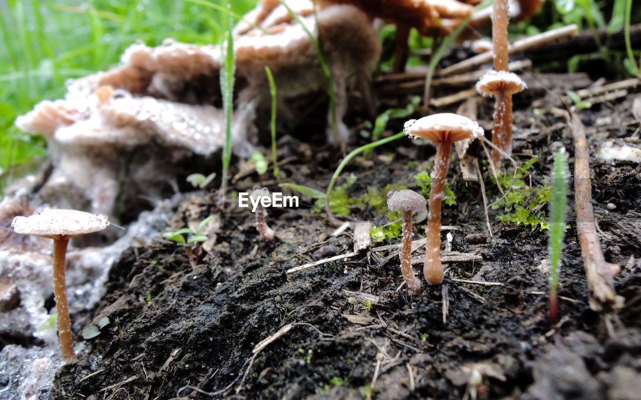 Close-up of mushrooms growing on wood