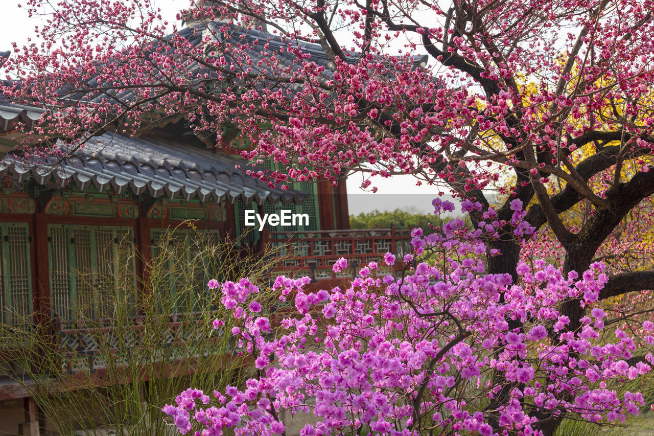 PINK CHERRY BLOSSOMS IN SPRING