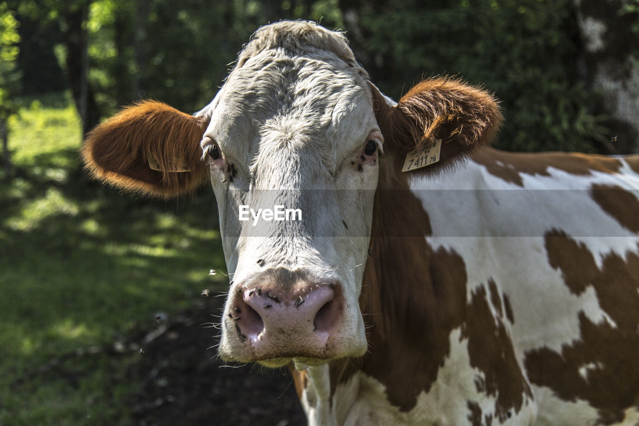 Close-up of cow