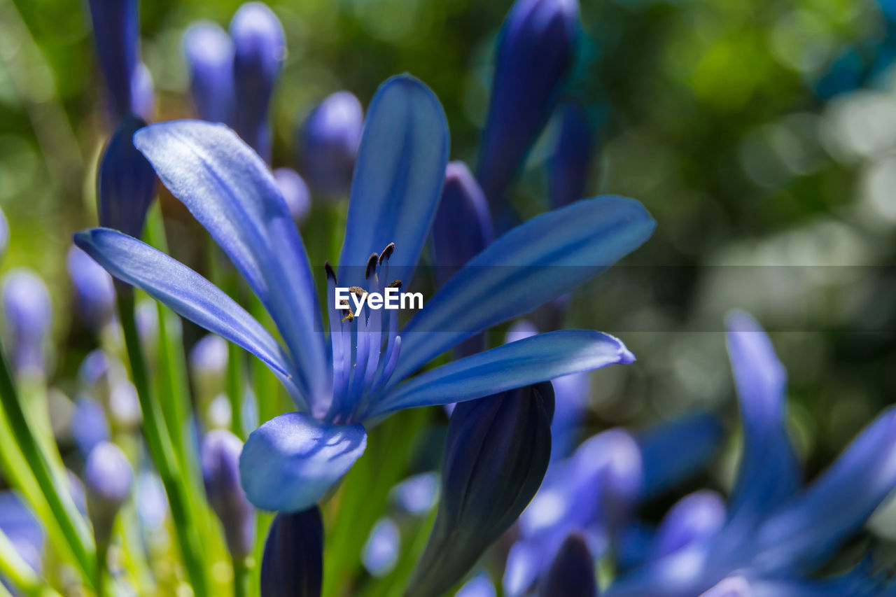 Close-up of purple crocus blooming outdoors