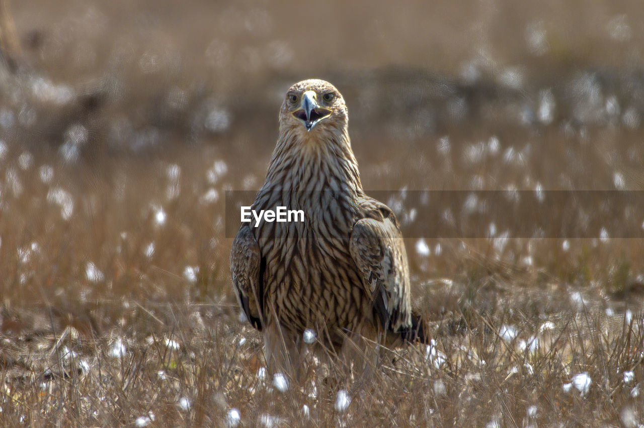 CLOSE-UP OF A BIRD PERCHING ON FIELD