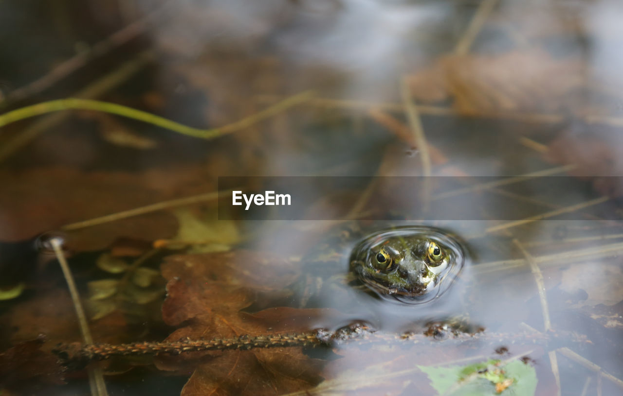 Close-up of frog in water 