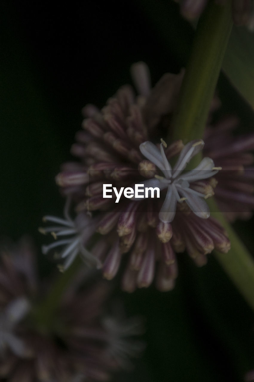 CLOSE-UP OF FLOWERS AGAINST BLURRED BACKGROUND