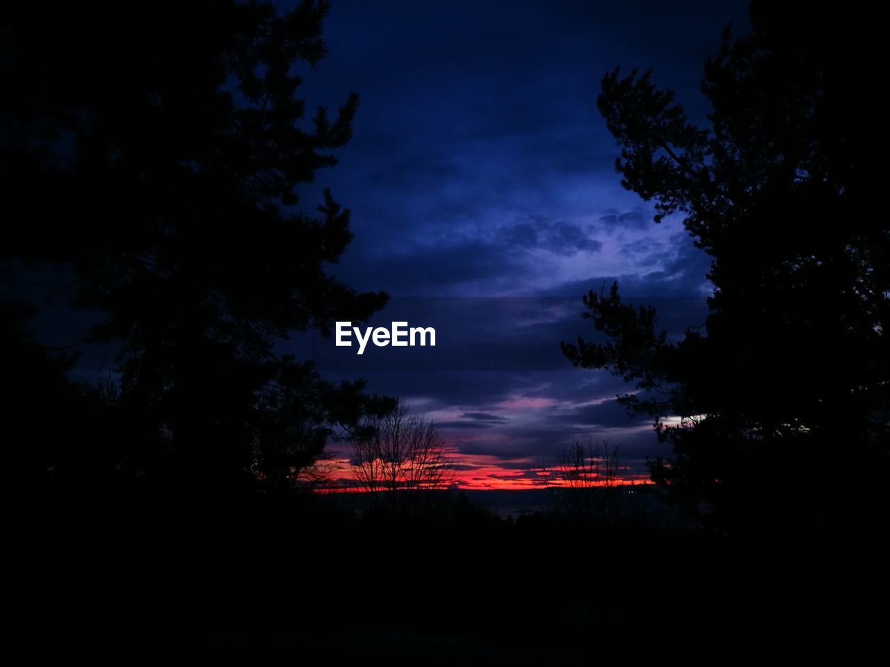 SILHOUETTE TREES AGAINST SKY DURING NIGHT