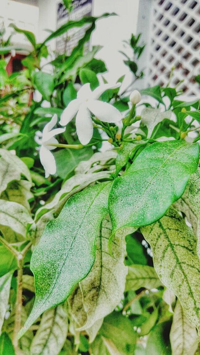 CLOSE-UP OF FRESH FLOWERS