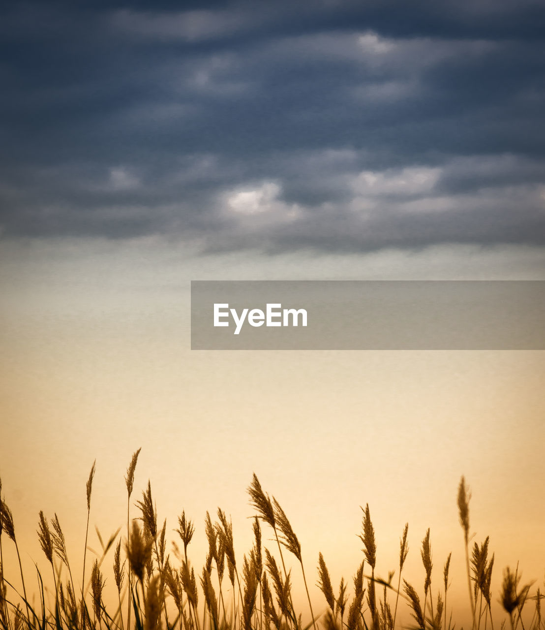 View of stalks in field against cloudy sky