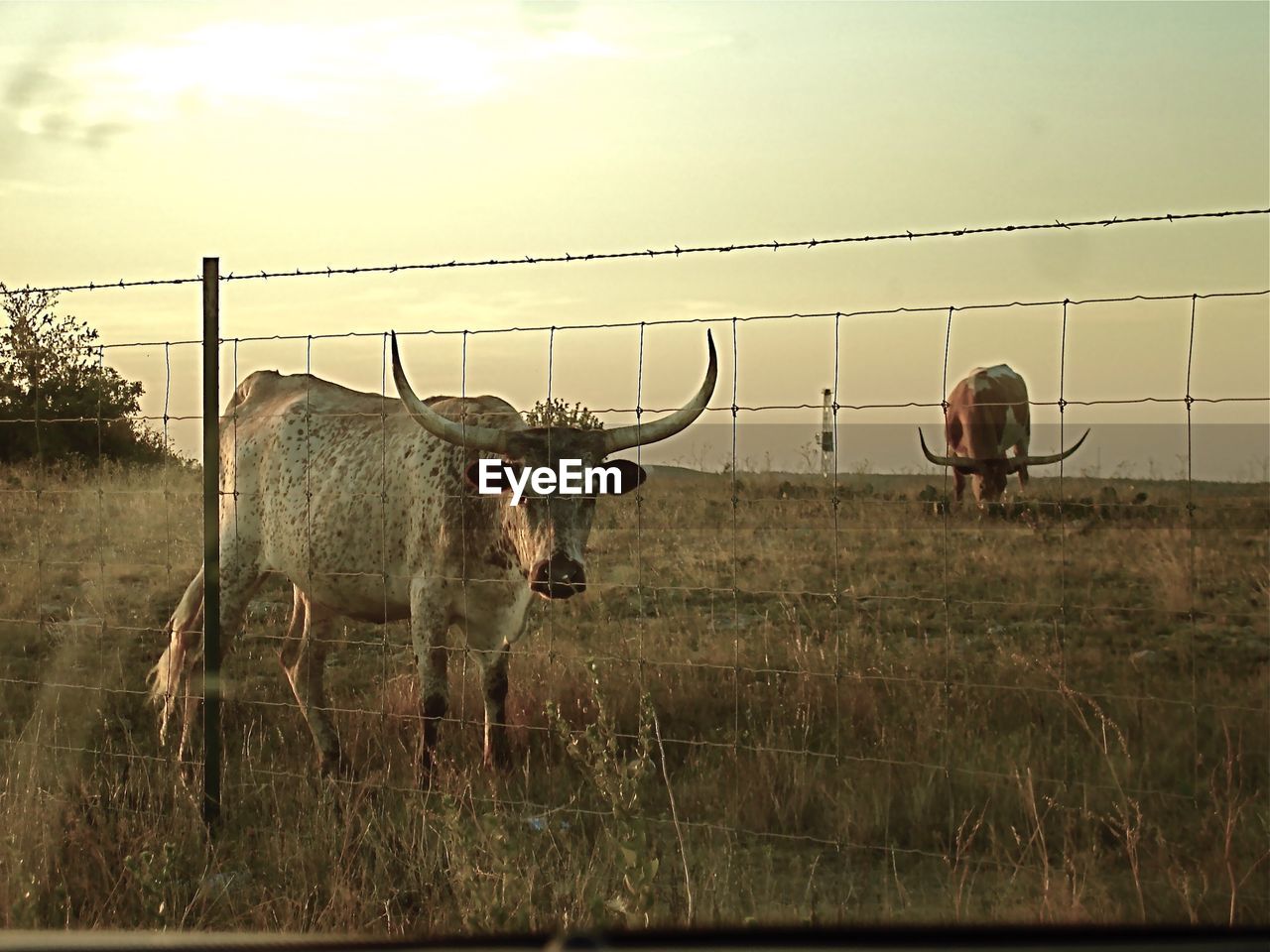 HORSES ON GRASSY FIELD