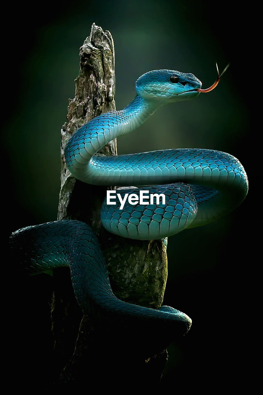 CLOSE-UP OF AN ANIMAL HEAD