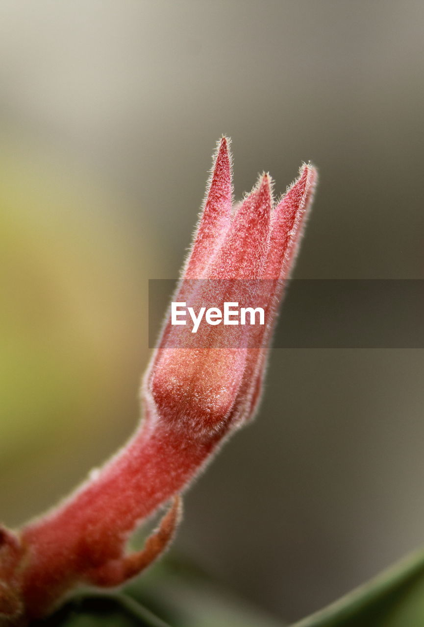 Close-up of pink flower bud