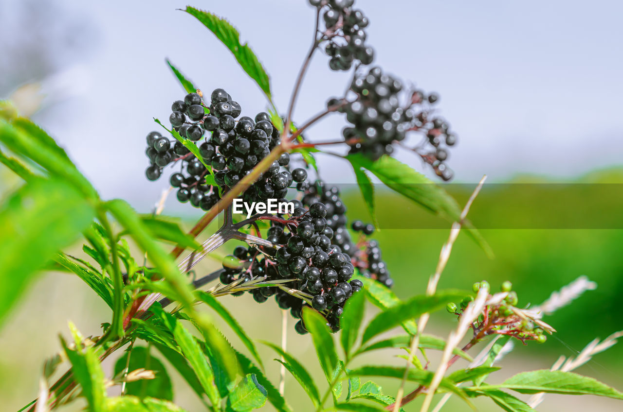 Bunch of black elderberries with green leaves. blue sky background. sunbeams.