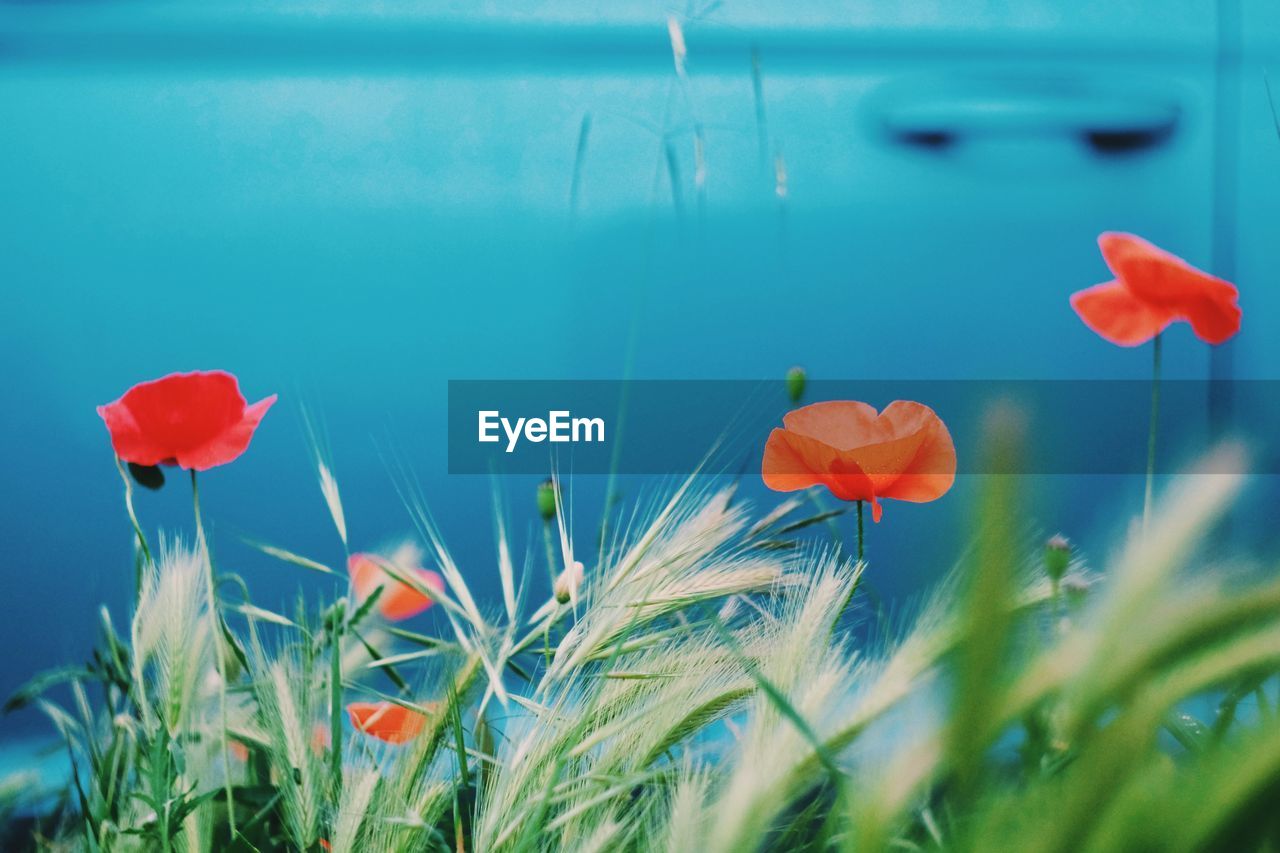 CLOSE-UP OF FLOWERING PLANTS AGAINST WATER