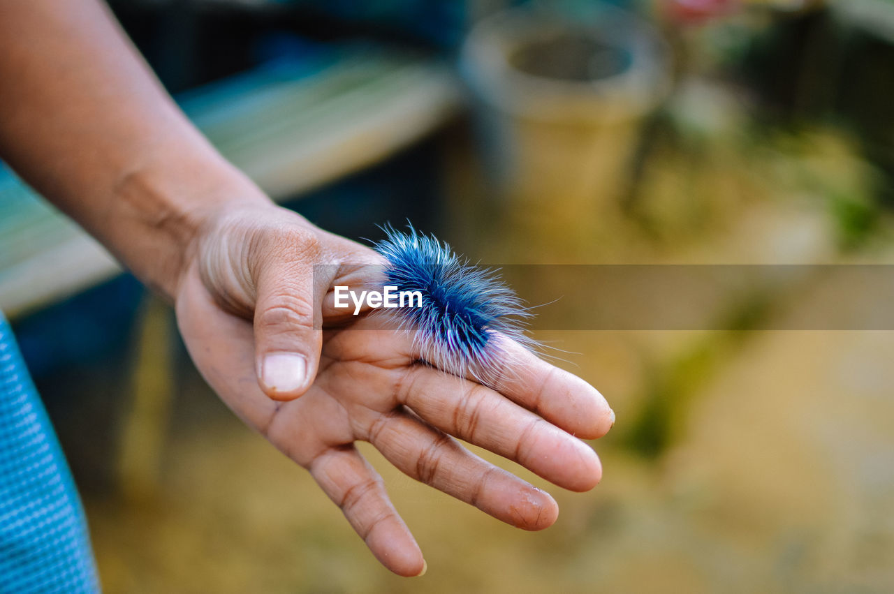 Cropped hand holding blue insect