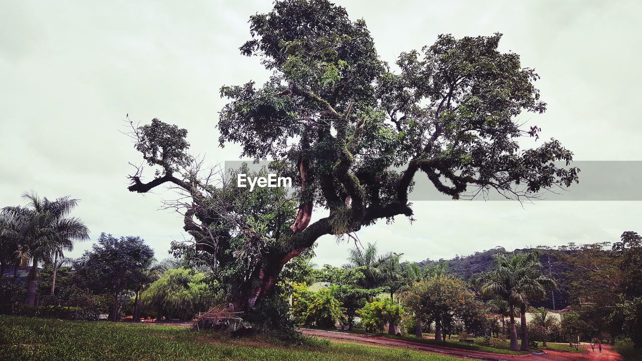 LOW ANGLE VIEW OF TREE