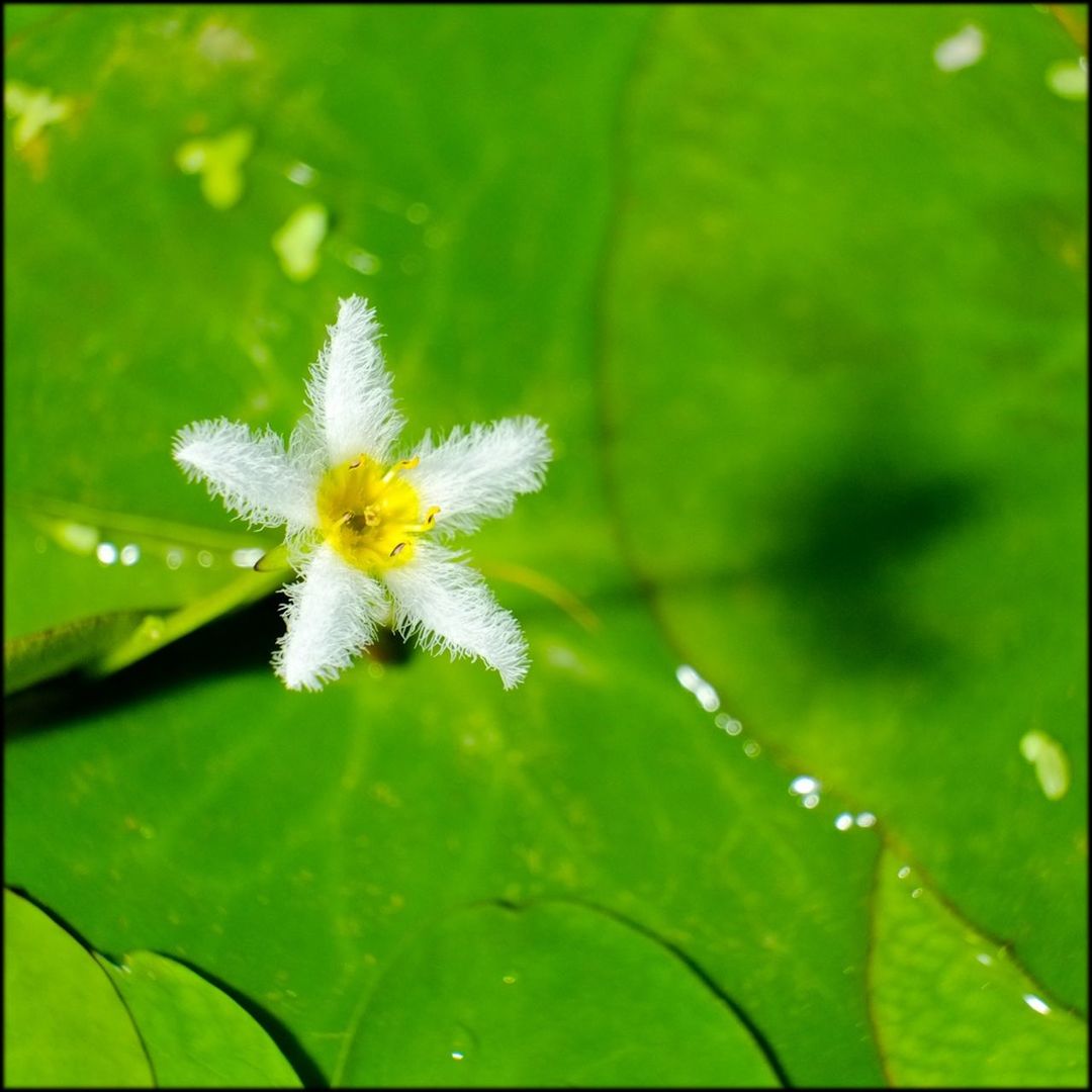 High angle view of white flower on plant