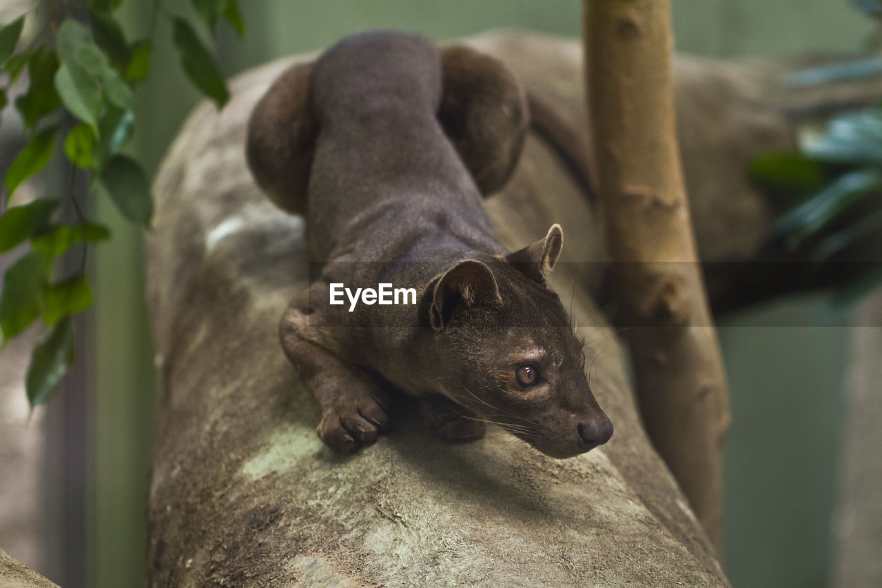 CLOSE-UP OF A HORSE ON BRANCH