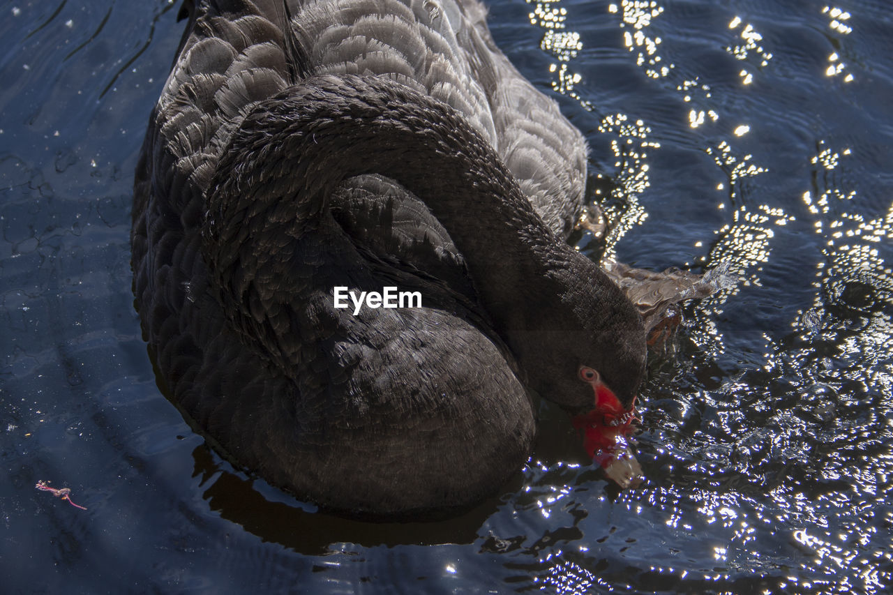 HIGH ANGLE VIEW OF SWANS SWIMMING IN LAKE