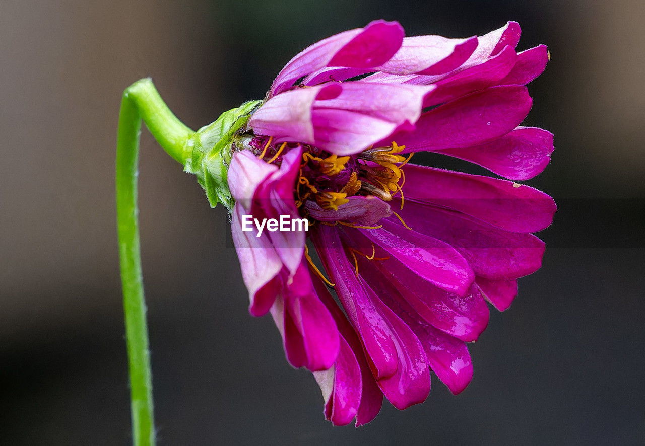 flowering plant, flower, pink, freshness, plant, beauty in nature, macro photography, close-up, petal, fragility, animal themes, flower head, animal, animal wildlife, insect, plant stem, purple, nature, blossom, one animal, inflorescence, wildlife, no people, growth, pollen, focus on foreground, magenta, outdoors, yellow