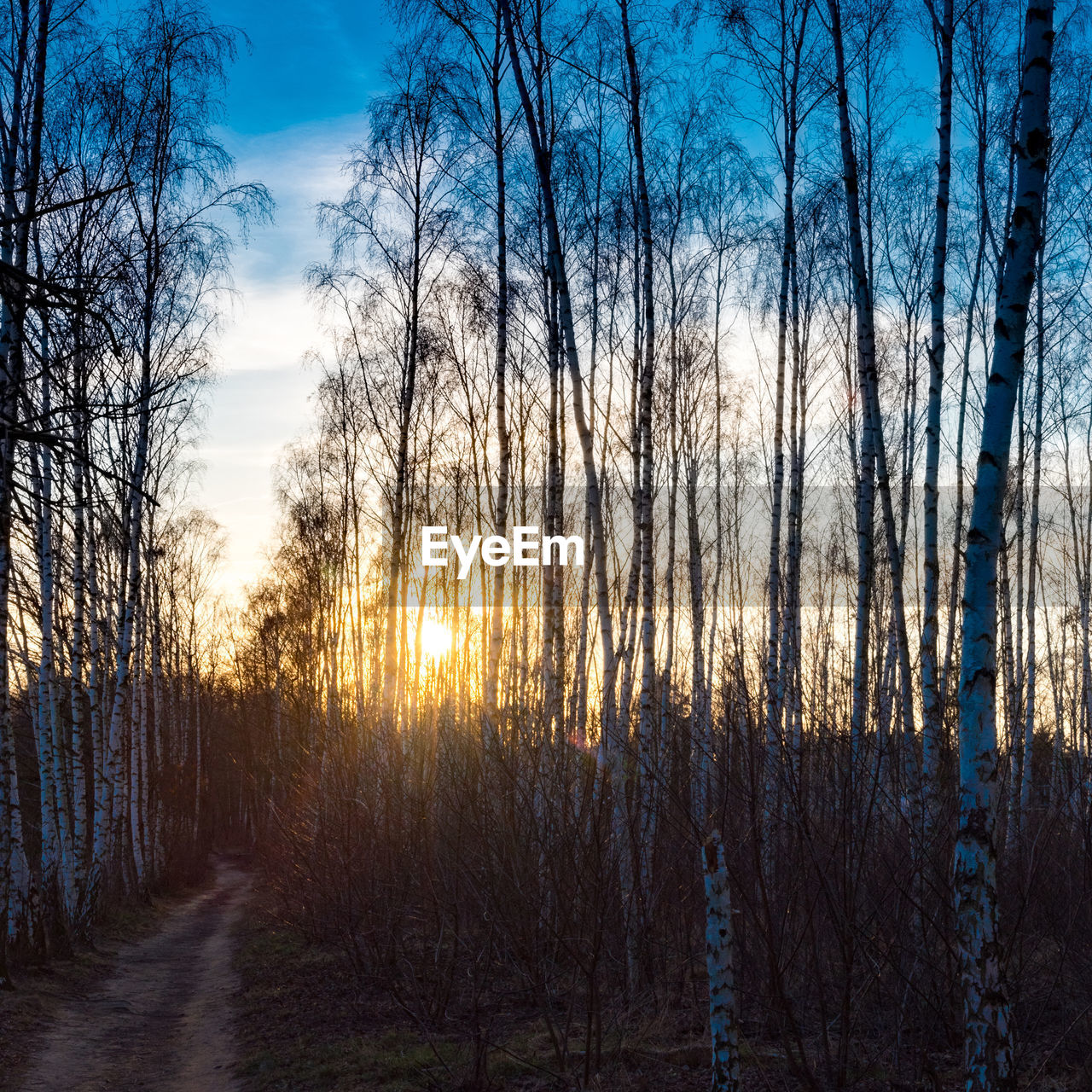 PANORAMIC VIEW OF BARE TREES IN FOREST