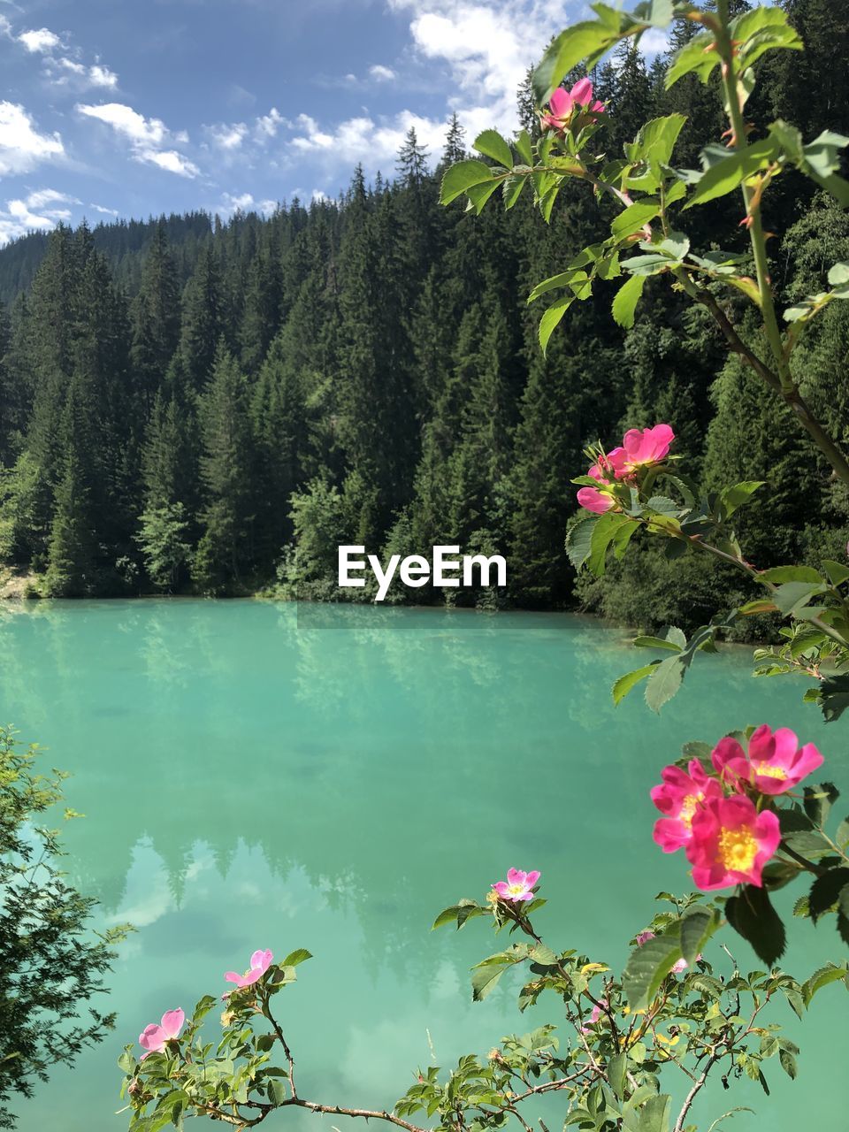 SCENIC VIEW OF PINK FLOWERS BY LAKE