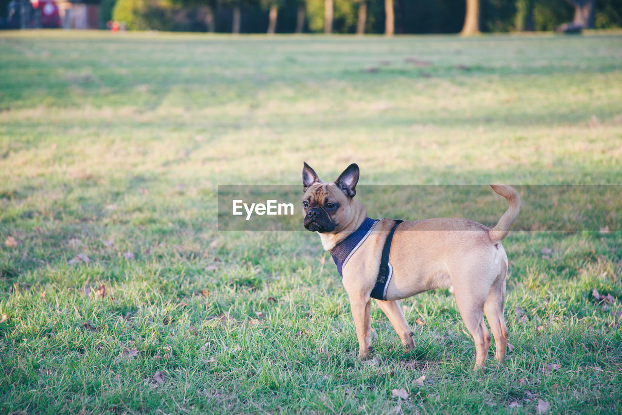 Dog standing on field