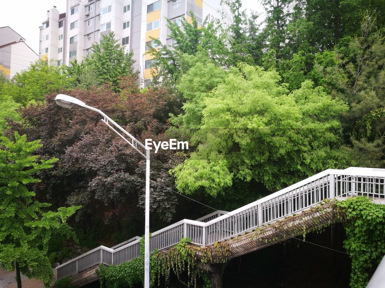 BRIDGE BY TREES IN CITY