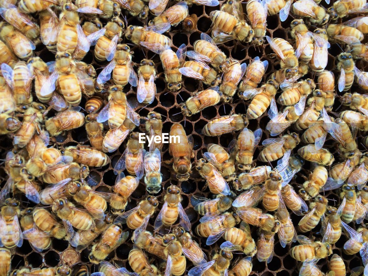 Italian honey bee queen and workers in beehive on honeycomb laying eggs and attending the queen