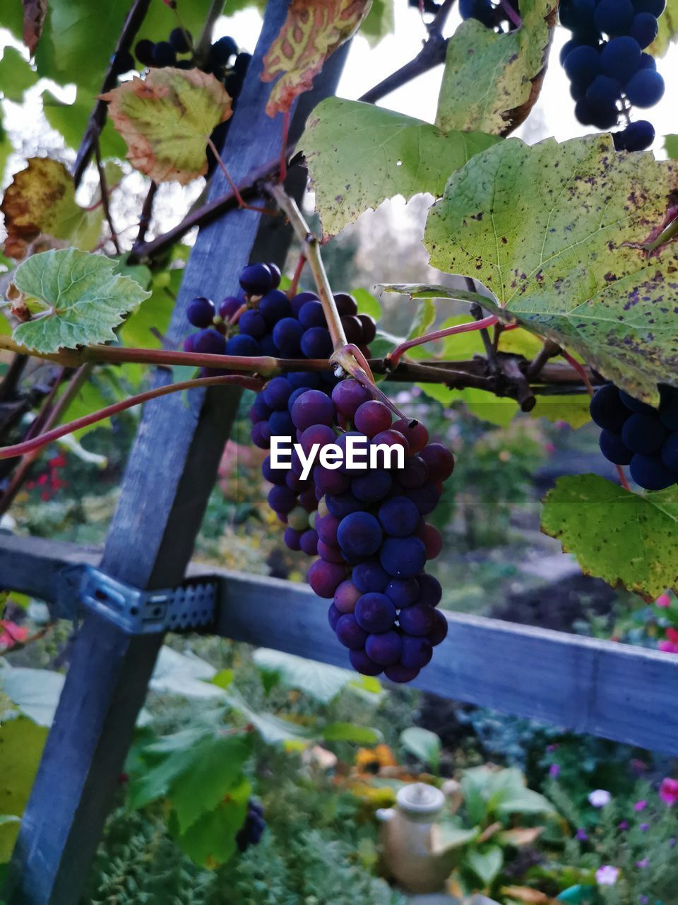 CLOSE-UP OF GRAPES GROWING ON TREE