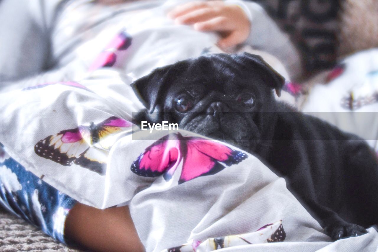 CLOSE-UP PORTRAIT OF WOMAN WITH DOG ON BLANKET